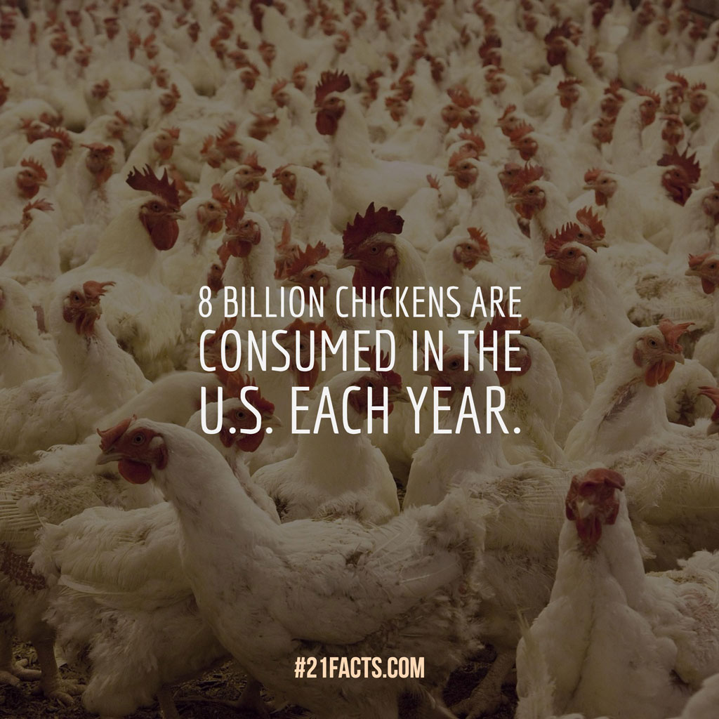 8 billion chickens are consumed in the U.S. each year.