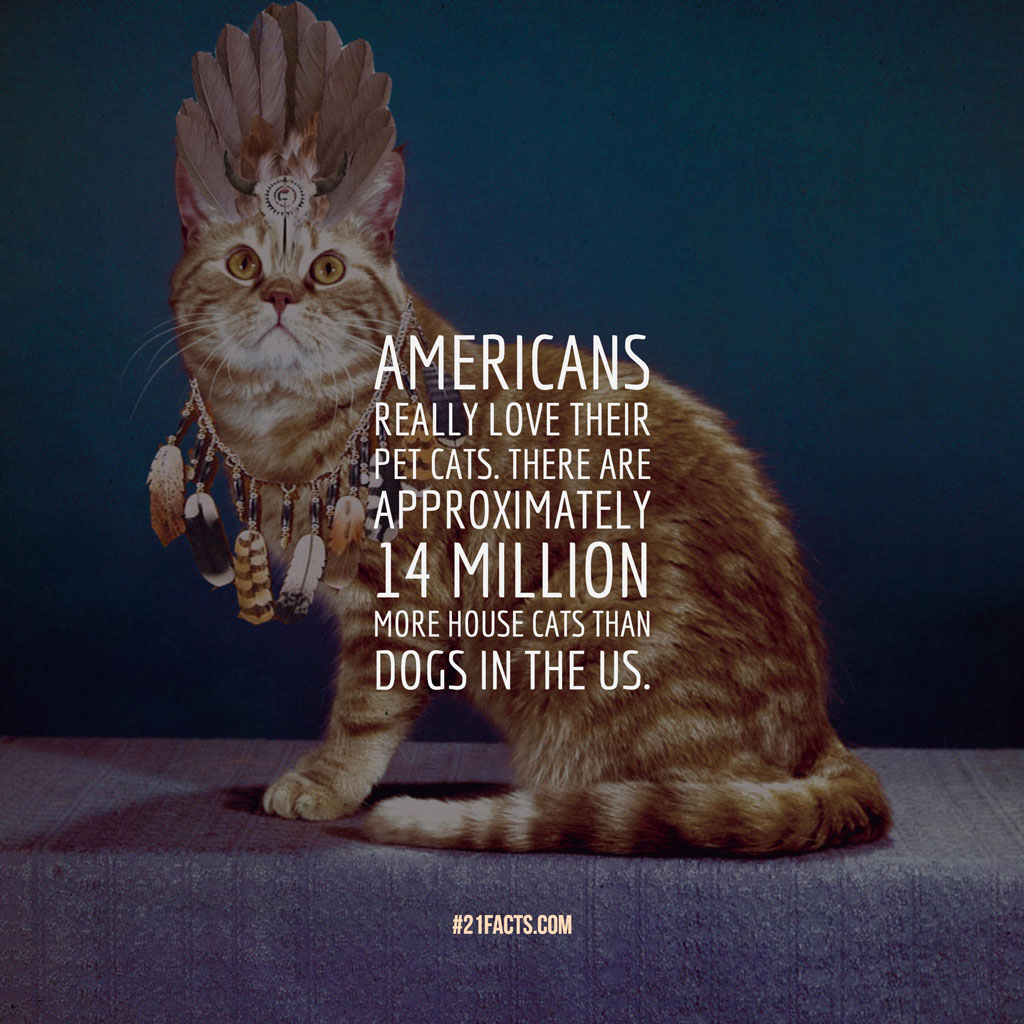 Interesting facts about Cats: Americans really love their pet cats. There are approximately 14 million more house cats than dogs in the US