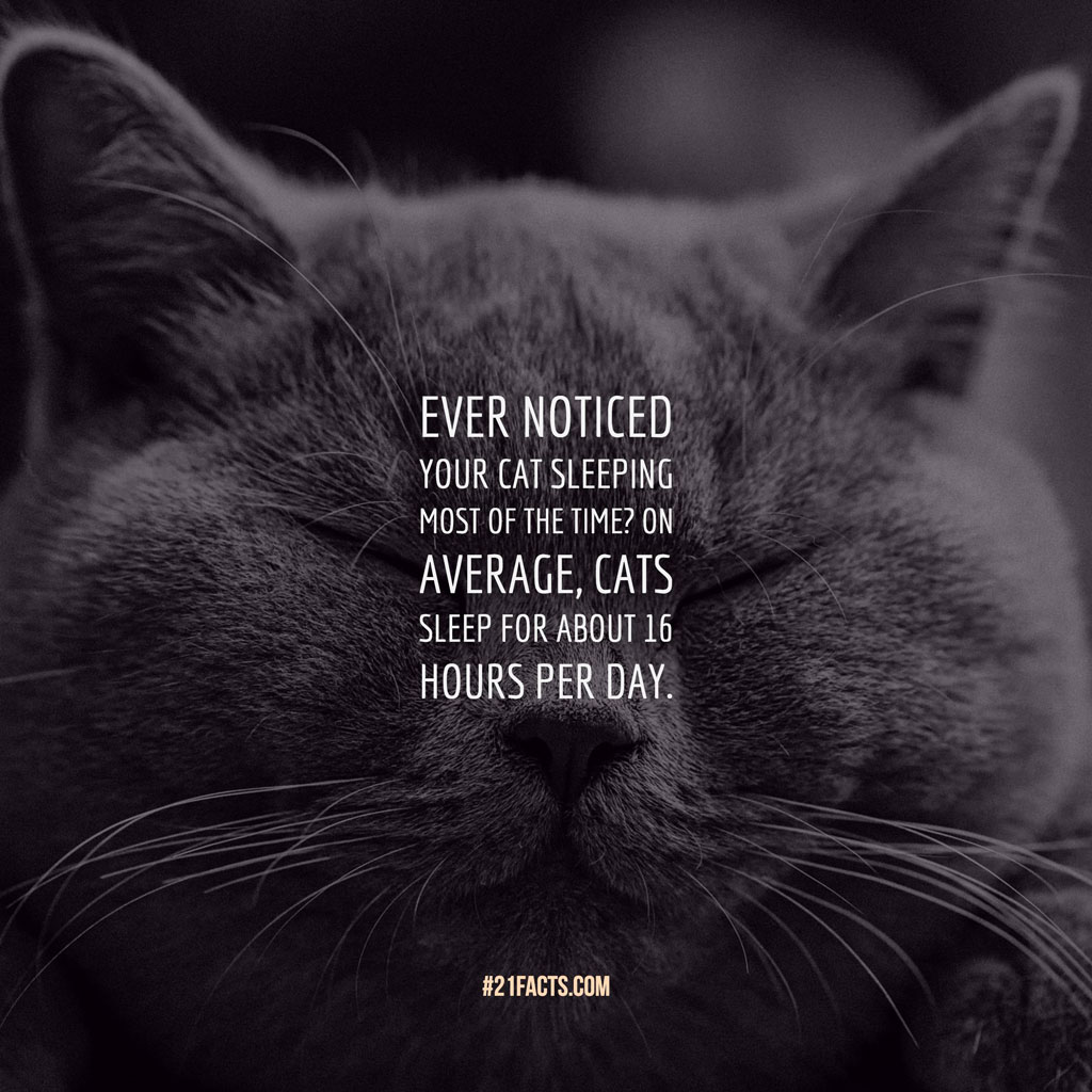 Ever noticed your cat sleeping most of the time? On average, cats sleep for about 16 hours per day