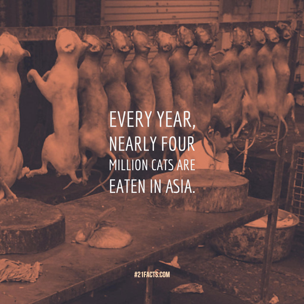 Every year, nearly four million cats are eaten in Asia.