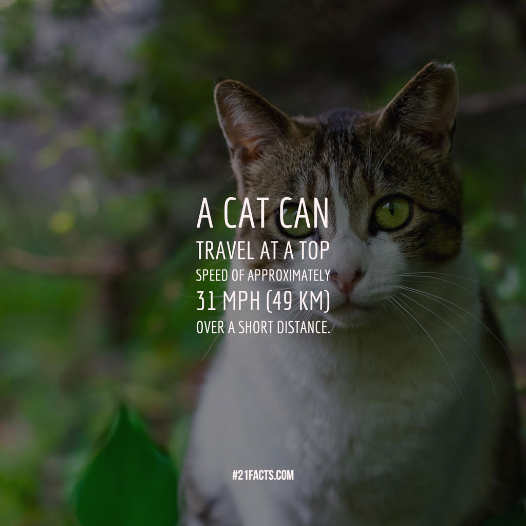 A cat can travel at a top speed of approximately 31 mph (49 km) over a short distance
