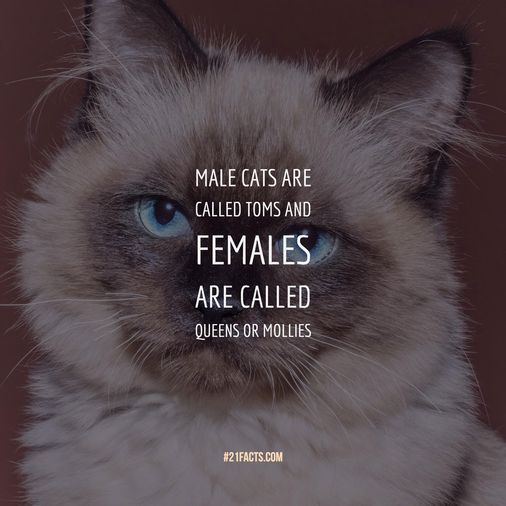 2nd interesting facts about Cats: Male cats are called toms and females are called queens or mollies