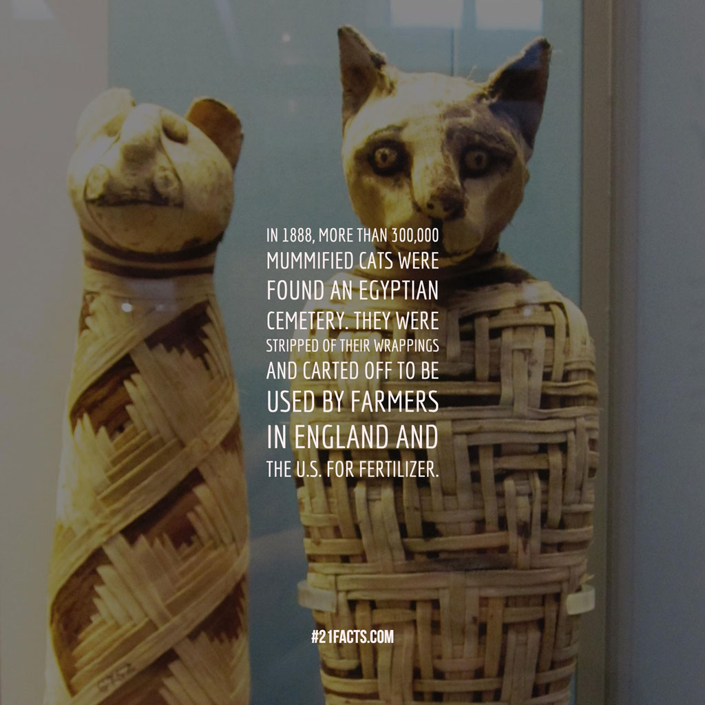 In 1888, more than 300,000 mummified cats were found an Egyptian cemetery. They were stripped of their wrappings and carted off to be used by farmers in England and the U.S. for fertilizer