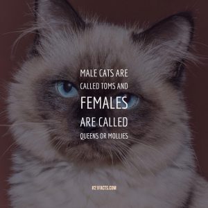 Male cats are called toms and females are called queens or mollies