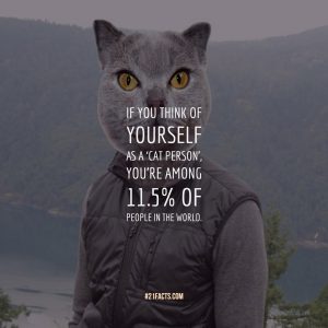 If you think of yourself as a ‘cat person’, you’re among 11.5% of people in the world.