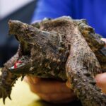 10 Facts About Snapping Turtles: Nature’s Toughest Reptiles