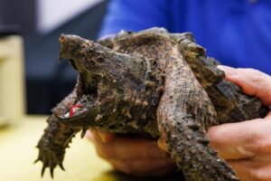 10 Facts About Snapping Turtles: Nature’s Toughest Reptiles