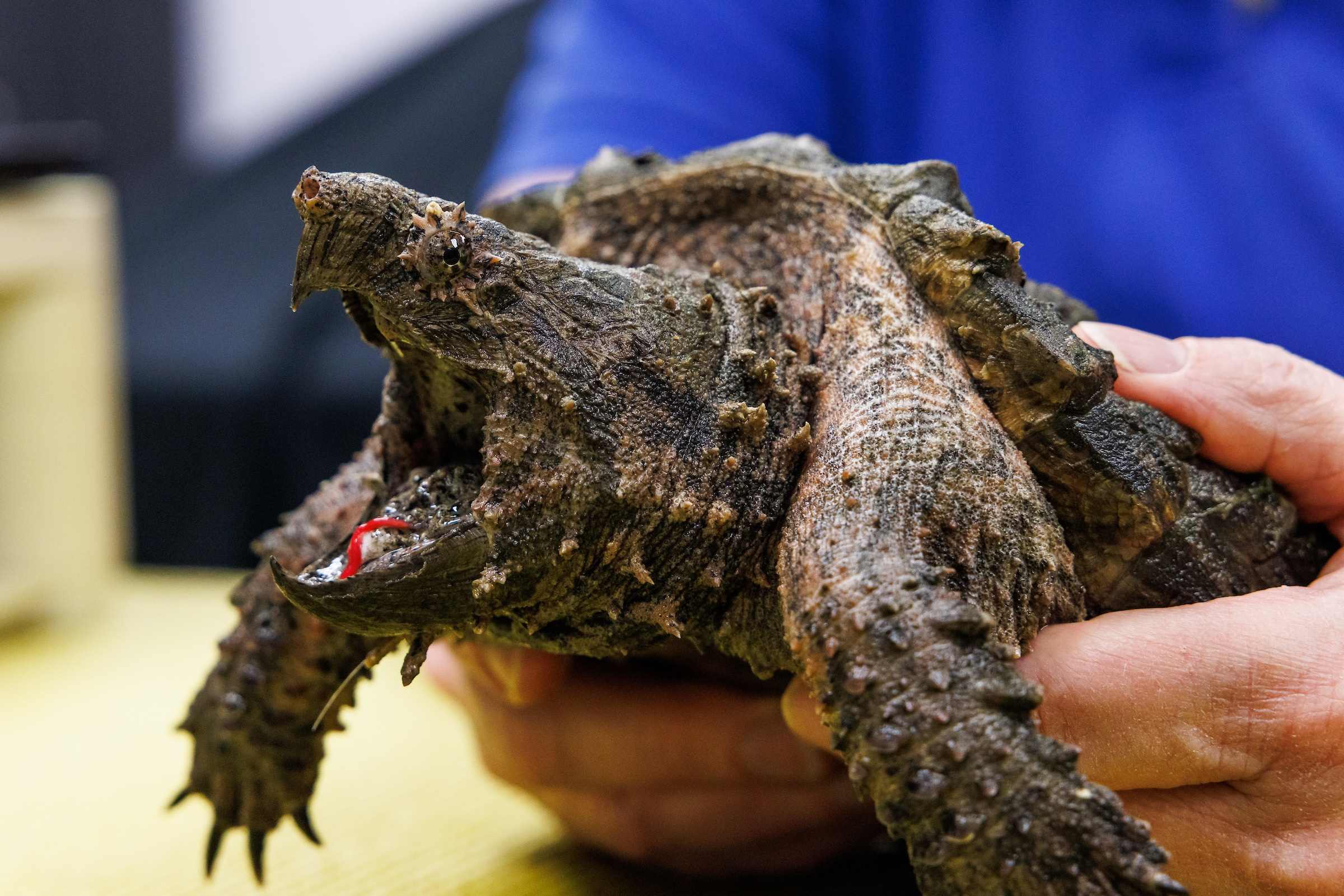 10 Facts About Snapping Turtles: Nature’s Toughest Reptiles