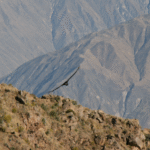 Unusual Facts About Peru You Won’t Believe Are True