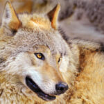 100 Interesting Facts About Wolves: Wild Wise & Fascinating