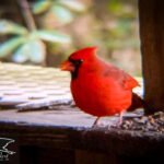 10 Interesting Facts About Cardinals: Bold Birds with Big Personalities