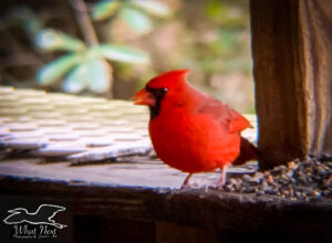 10 Interesting Facts About Cardinals: Bold Birds with Big Personalities