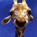 Fun Facts About Giraffes: Tall Tales & Wild Secrets