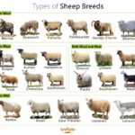 Fun Facts About Dorper Sheep: The Tough Sheep with a Unique Twist
