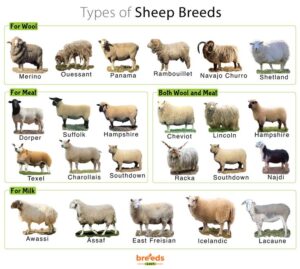 Fun Facts About Dorper Sheep: The Tough Sheep with a Unique Twist
