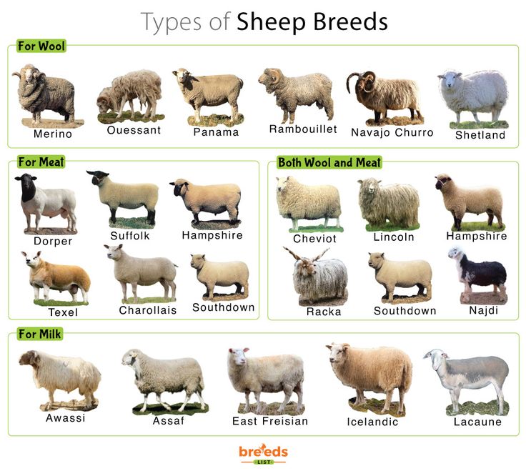 Fun Facts About Dorper Sheep: The Tough Sheep with a Unique Twist