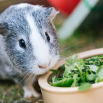 Fun Facts About Guinea Pigs: Cute Pets with Big Personalities