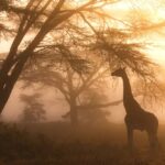 Interesting Facts About Kenya: Wildlife Culture & Natural Beauty