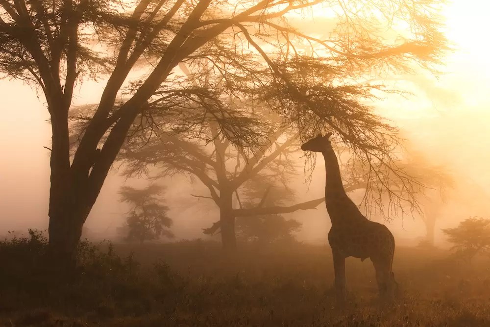 Interesting Facts About Kenya: Wildlife Culture & Natural Beauty