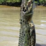 Interesting Facts About Crocodiles: Ancient Predators Explained