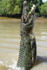 Interesting Facts About Crocodiles: Ancient Predators Explained
