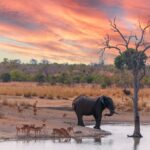 Interesting Facts About the Savanna: Wildlife Weather & Wild Landscapes