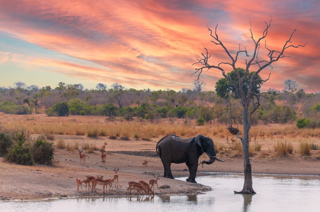 Interesting Facts About the Savanna: Wildlife Weather & Wild Landscapes