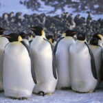 100 Amazing Facts About Penguins: Cute Cold & Captivating