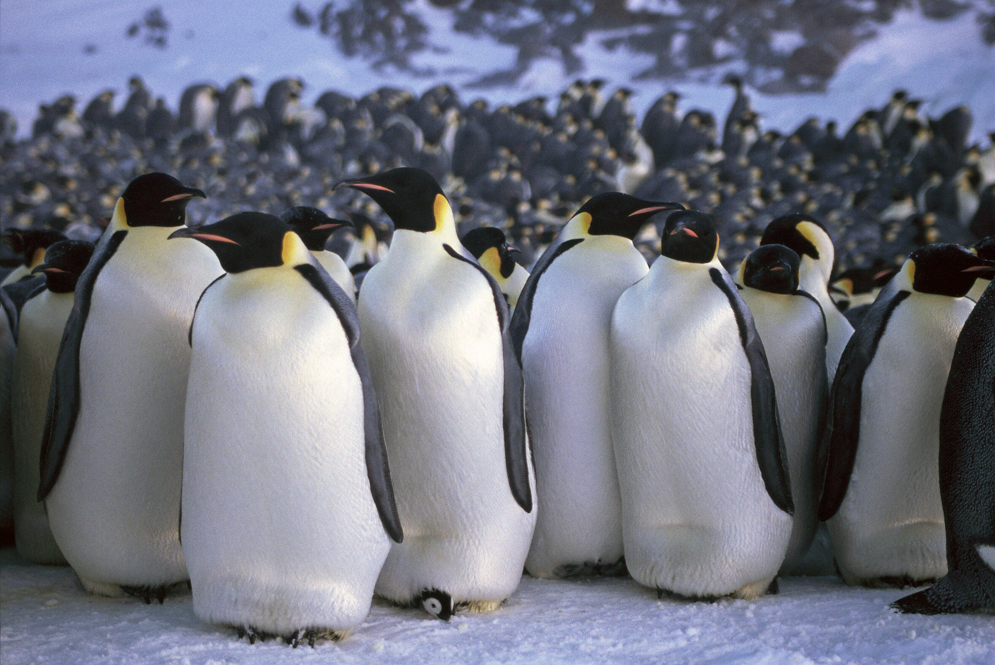 100 Amazing Facts About Penguins: Cute Cold & Captivating