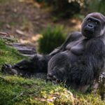 Fun Facts About Gorillas: Gentle Giants with Big Personalities