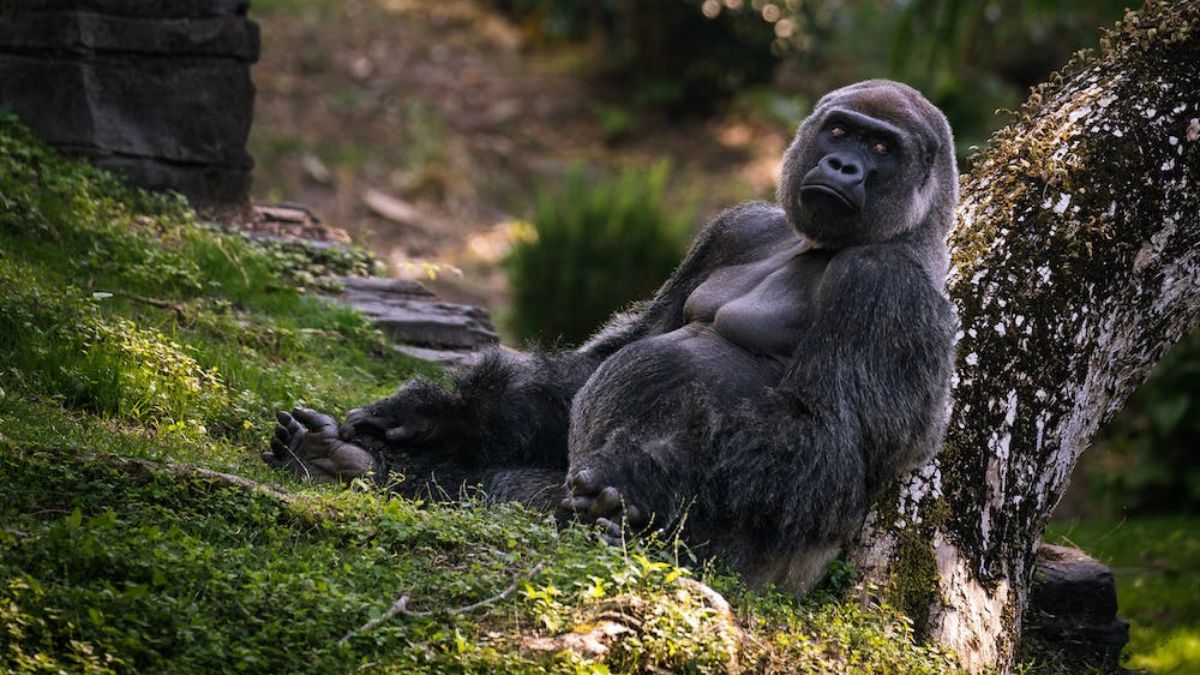 Fun Facts About Gorillas: Gentle Giants with Big Personalities