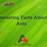 Interesting Facts About Ants: Tiny Creatures with Big Skills