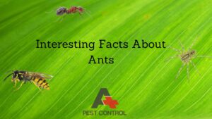 Interesting Facts About Ants: Tiny Creatures with Big Skills