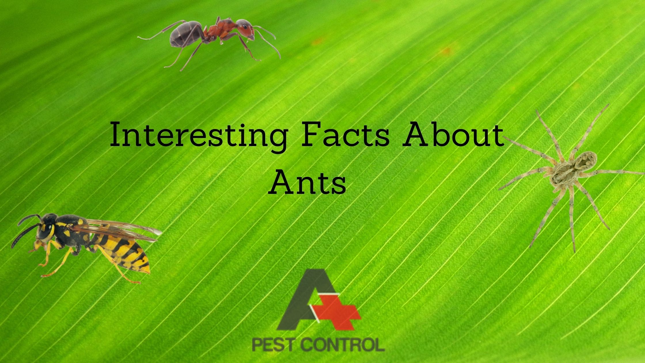 Interesting Facts About Ants: Tiny Creatures with Big Skills