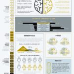 Interesting Facts About Medical Doctors: Facts from Behind the Stethoscope