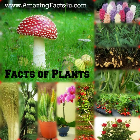 Amazing Facts About Plants: Nature’s Quiet Superheroes