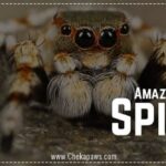 10 Amazing Facts About Spiders: Creepy Cool & Captivating