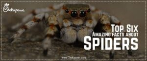 10 Amazing Facts About Spiders: Creepy Cool & Captivating