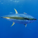 Fun Facts About Fish: Underwater Trivia to Dive Into
