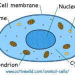 Weird Facts About Cells: Tiny Structures with Wild Secrets