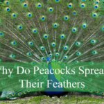 Fun Facts About Peacocks: Feathers Flair & Fascinating Behavior