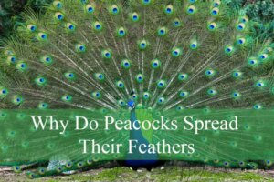 Fun Facts About Peacocks: Feathers Flair & Fascinating Behavior