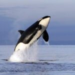 10 Amazing Facts About Orcas: The Oceans’ Apex Predators