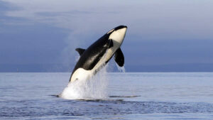 10 Amazing Facts About Orcas: The Oceans’ Apex Predators
