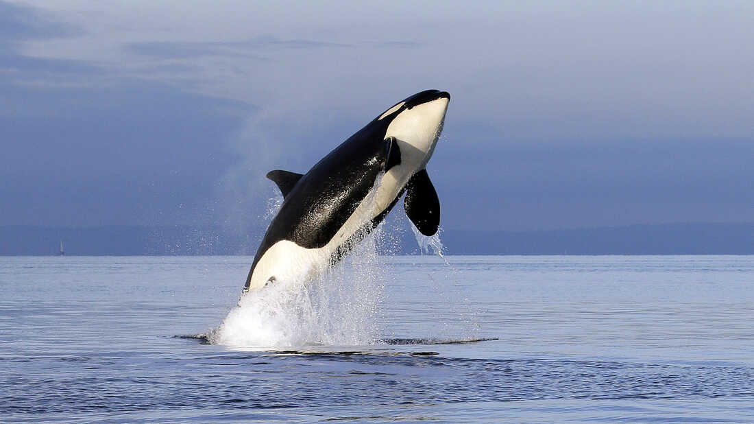 10 Amazing Facts About Orcas: The Oceans’ Apex Predators