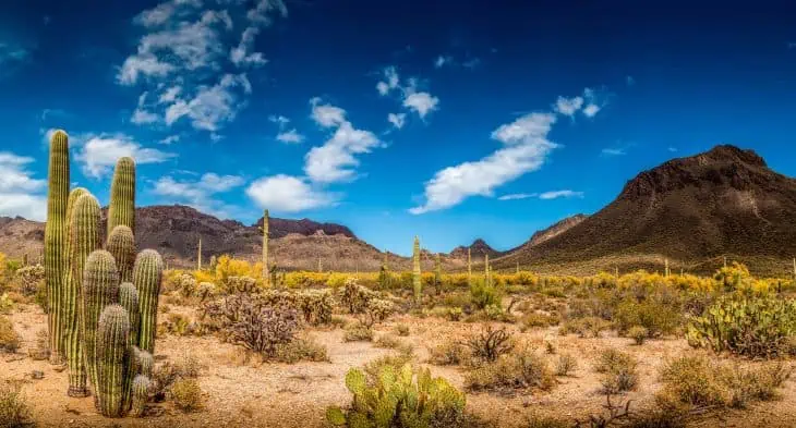 Special Facts About the Desert: Heat Habitat & Hidden Life