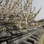 Amazing Facts About Korea: Tradition Tech & Timeless Culture