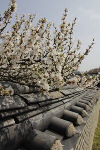 Amazing Facts About Korea: Tradition Tech & Timeless Culture