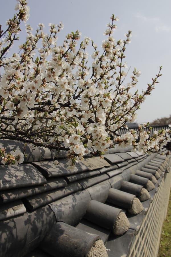 Amazing Facts About Korea: Tradition Tech & Timeless Culture