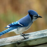 Interesting Facts About Blue Jays: Smart Loud & Beautiful Birds